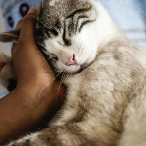 Buscamos familias responsables para brindar una segunda oportunidad a este gato rescatado en Boiro