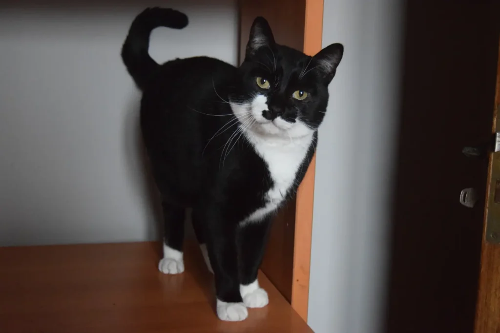 Foto de Bart, un gato en adopción en Boiro buscando un hogar responsable
