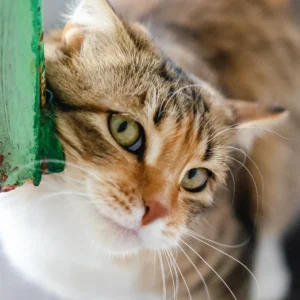 "Gato atigrado con ojos verdes rescatado, disponible en el proceso de adopción de gatos de Callejeros Boiro