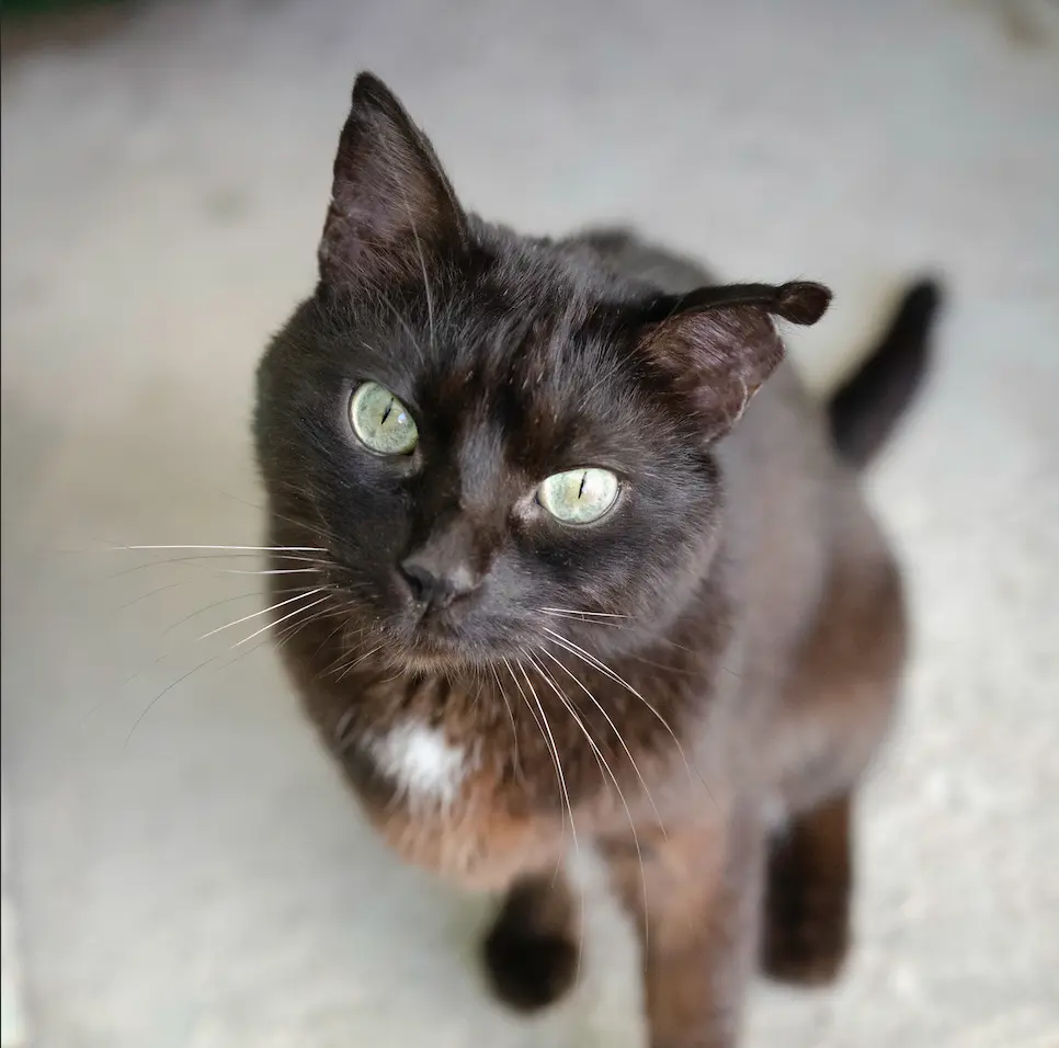 Foto de Carbón, un gato en adopción en Boiro buscando un hogar responsable