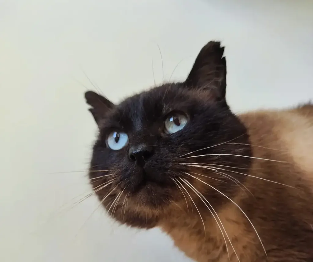 Foto de Romeo, un gato en adopción en Boiro buscando un hogar responsable