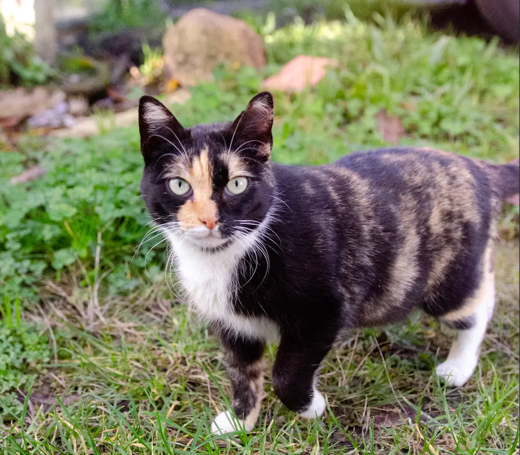 Foto de Escarlata, un gata en adopción en Boiro buscando un hogar responsable