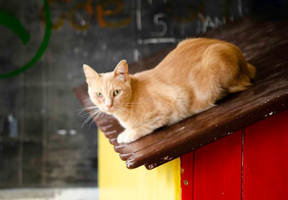 Foto de Estuario, un gato en adopción en Boiro buscando un hogar responsable