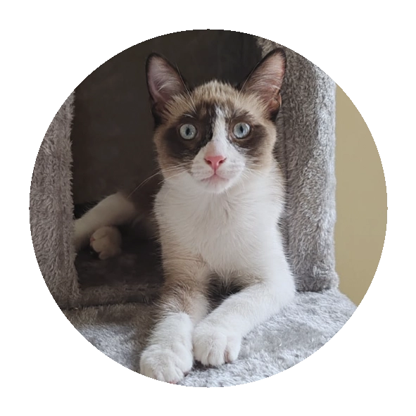 Gato esperando para rescatar y brindar una segunda oportunidad - Callejeros Boiro