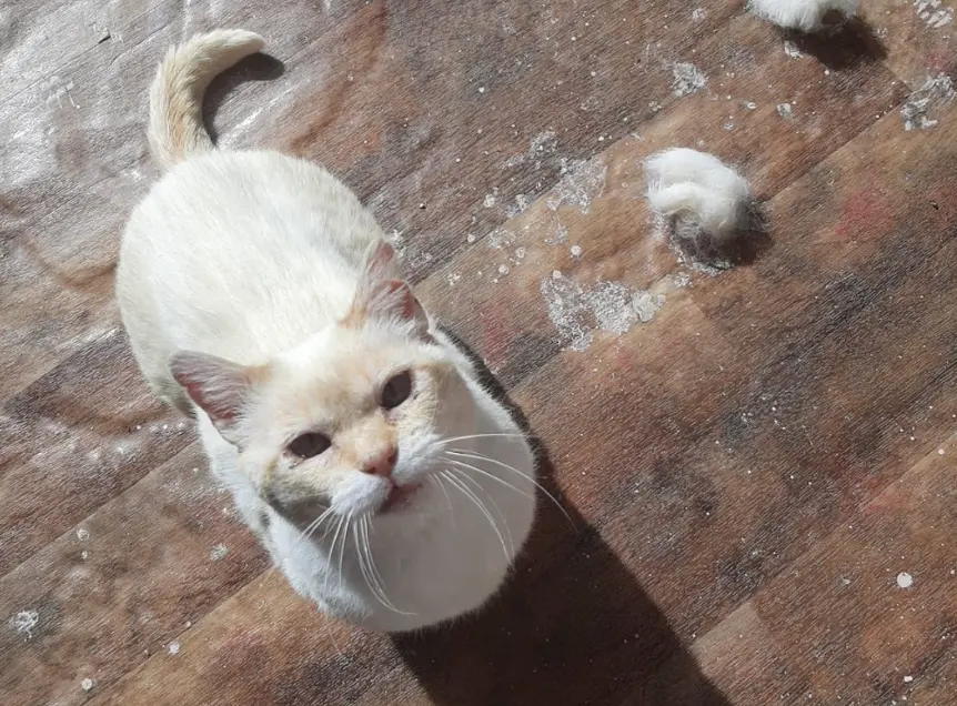 Foto de Millo, un gato en adopción en Boiro buscando un hogar responsable