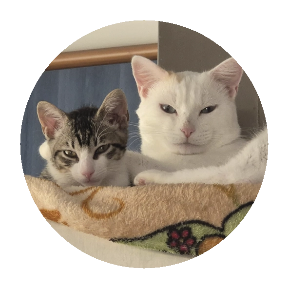 Final feliz: Adopción de gato en Pontevedra con la protectora Callejeros Boiro