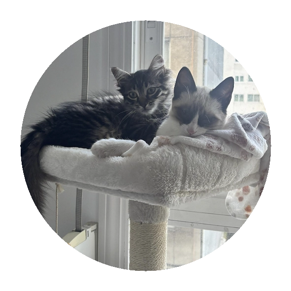 Final feliz al brindar una segunda oportunidad a un gato rescatado