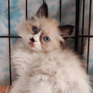 Moka, gata abandonada y de raza, uno de los finales felices de Callejeros Boiro