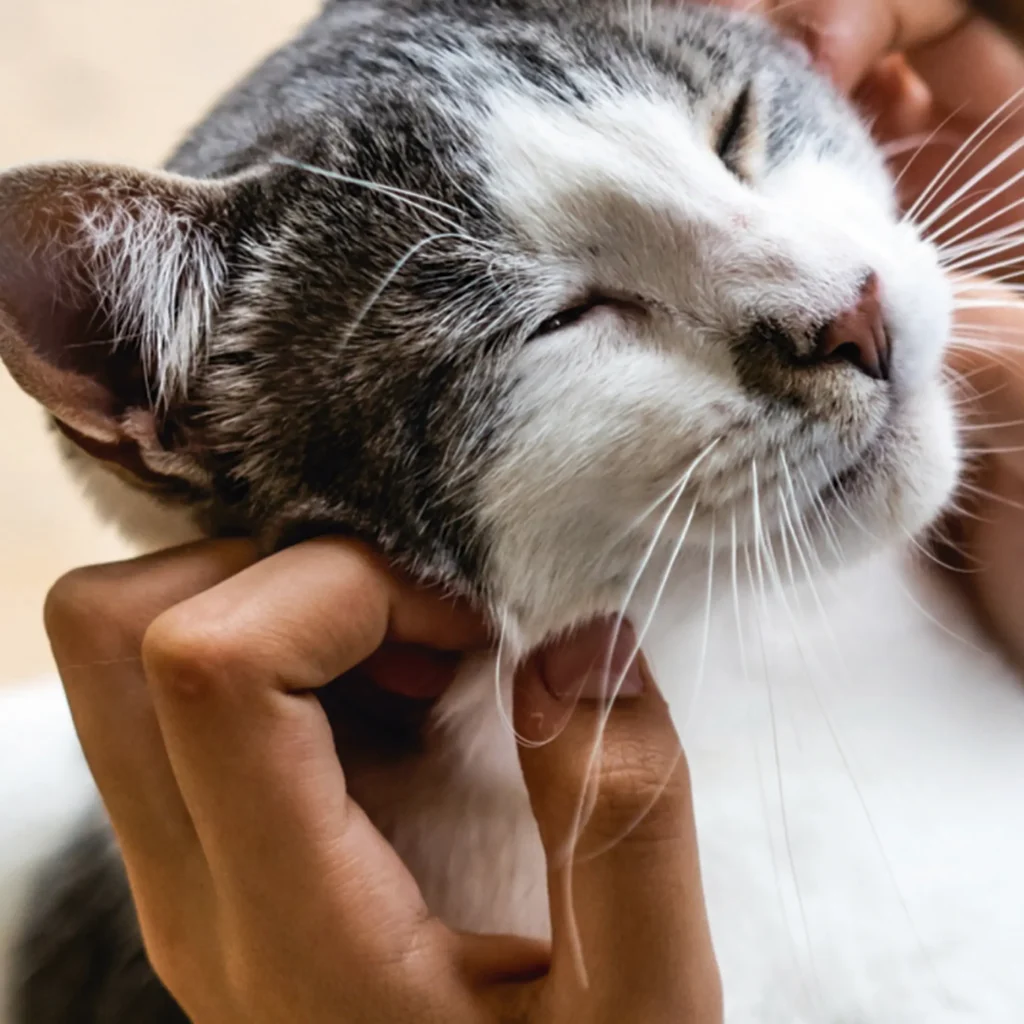 Voluntario cuidando a gato que forma la historia de Callejeros Boiro