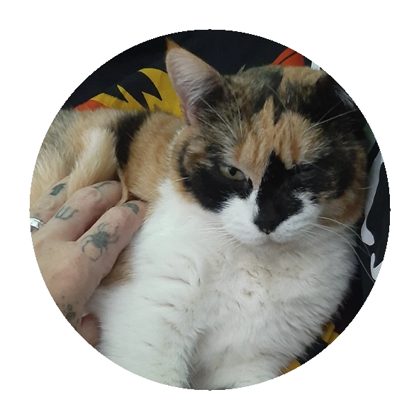 NEBULA, GATA RESCATADA Y A LA QUE CALLEJEROS LE HA PODIDO BRINDAR UNA OPORTUNIDAD