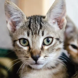 Ray Gato adoptado feliz, uno de los finales felices de Callejeros Boiro