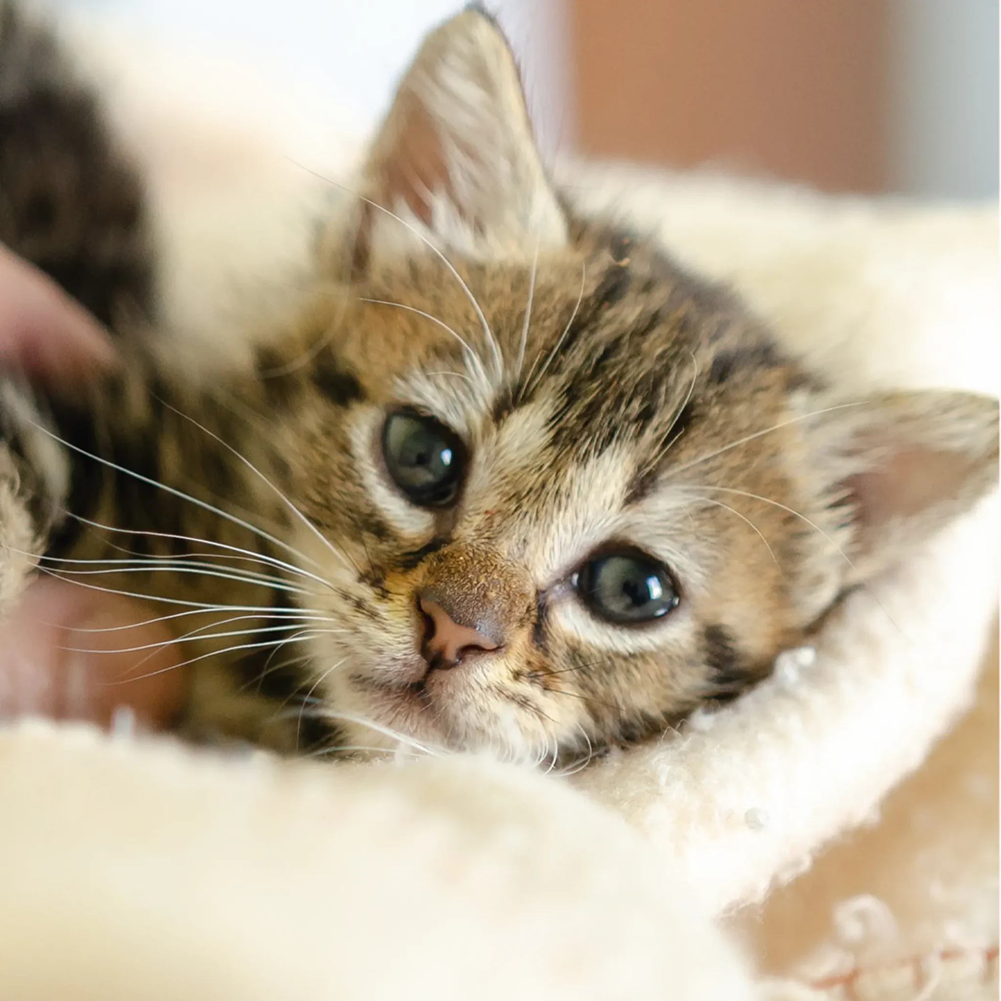 Gatito en proceso de recuperación para rescatar y brindar una segunda oportunidad - Callejeros Boiro