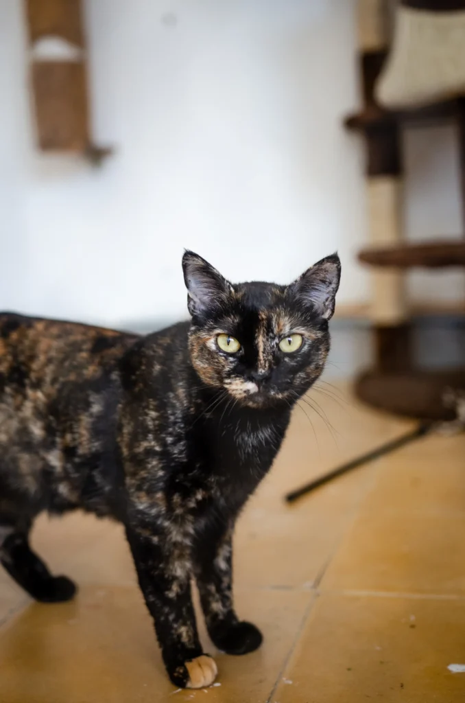 Gato rescatado en las instalaciones de nuestra protectora en Boiro