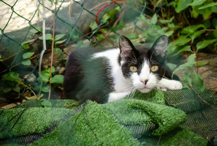 Foto de Tallin, un gato en adopción en Boiro buscando un hogar responsable