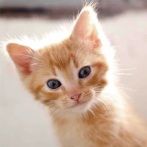 Tristán, Gato adoptado feliz,era hijo de Ofelia. uno de los finales felices de Callejeros Boiro