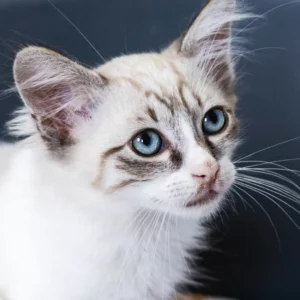 Tulus, Gato descansando, uno de los finales felices de Callejeros Boiro