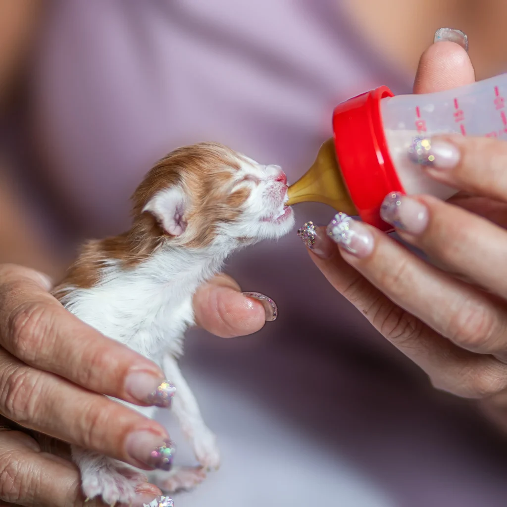 Cachorro de gato recién nacido siendo alimentado con biberón por una voluntaria de la protectora de gatos Callejeros Boiro.