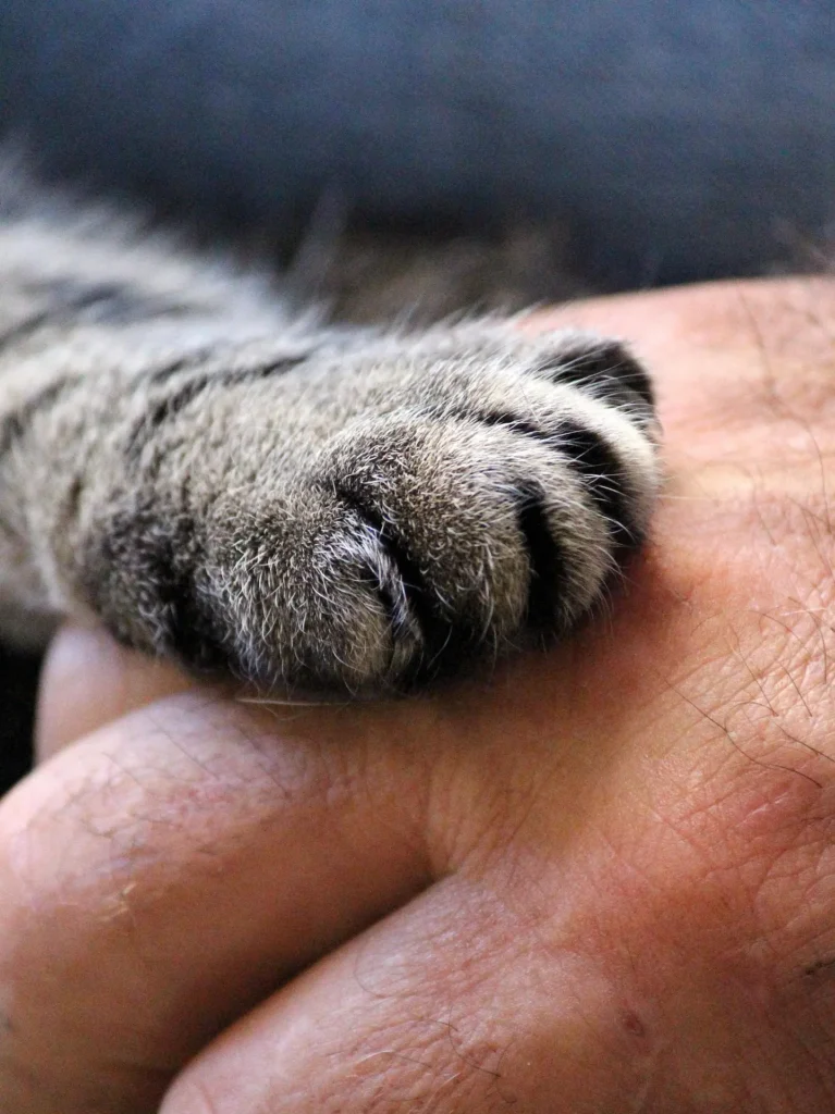 Pata de gato rescatado sobre mano humana, un gesto de agradecimiento tras una donación a la protectora de gatos Callejeros Boiro.