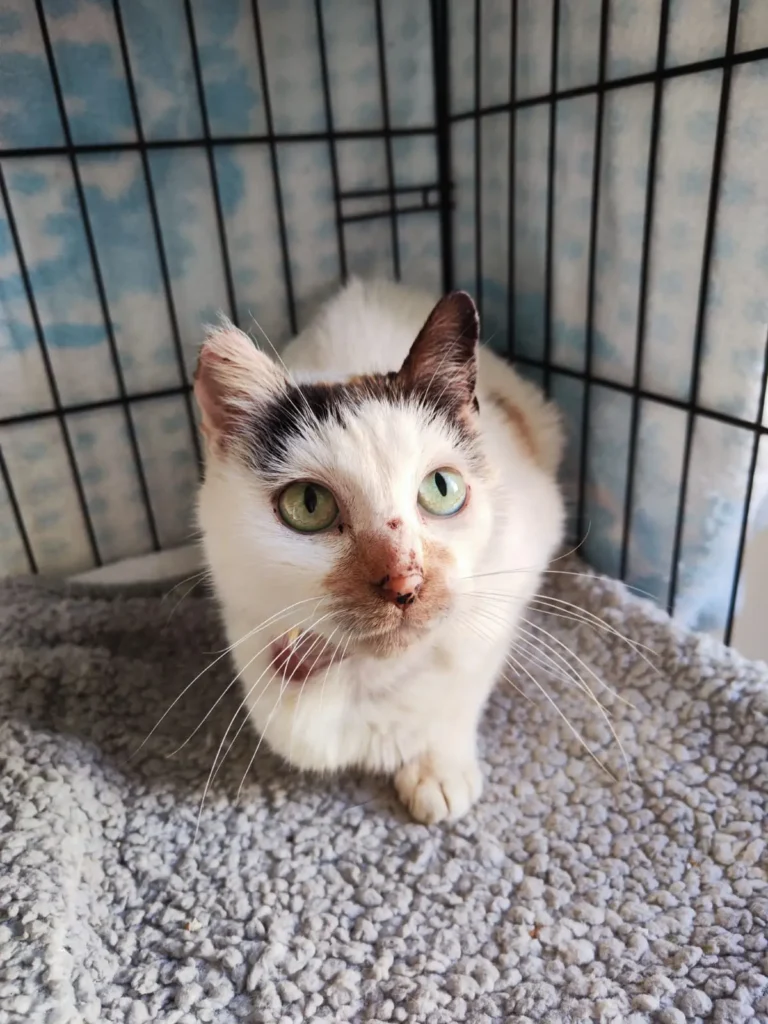 Dafne, gata en adopción en Boiro