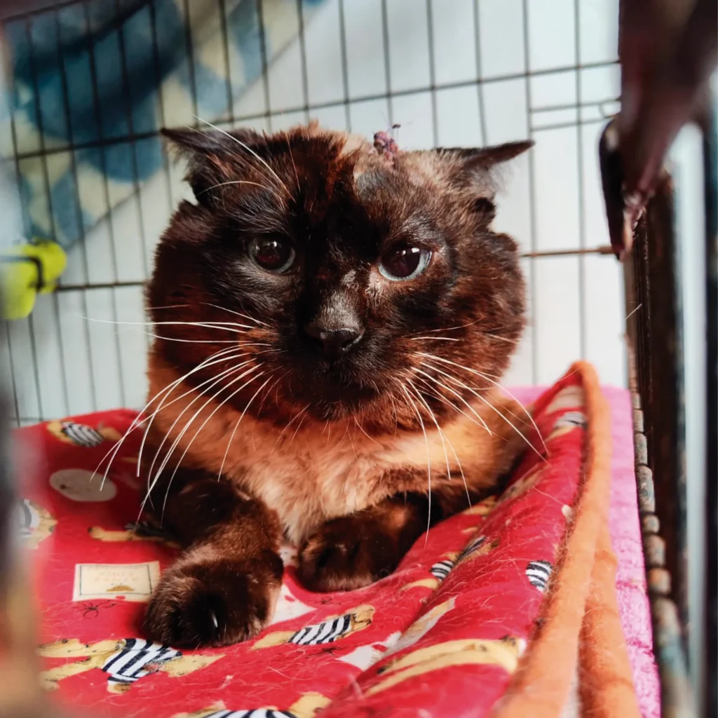 Harry, gato en adopción en callejeros Boiro