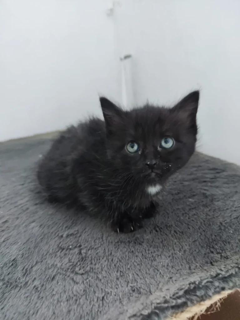 Mitra, peque busca familia en Boiro