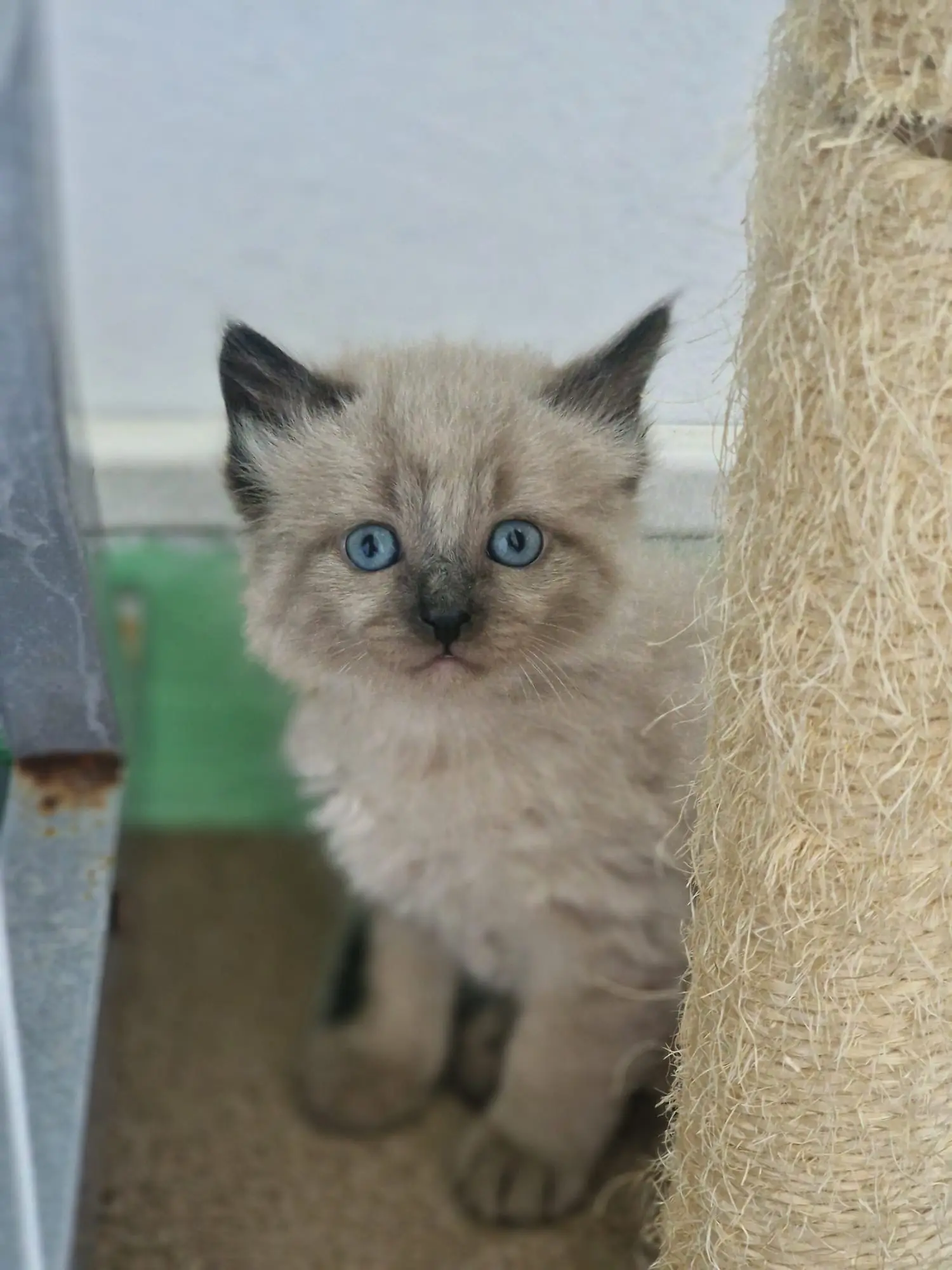 Olimar, cachorro de gato en adopción en Boiro