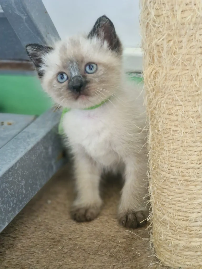 Pira, gata busca familia en Boiro