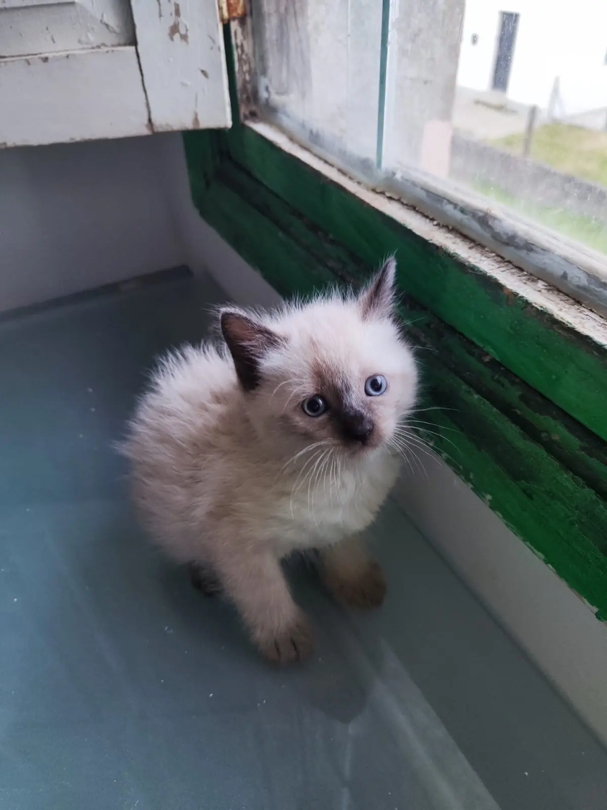 Shulk, gatotio pequeño en adopción en Boiro