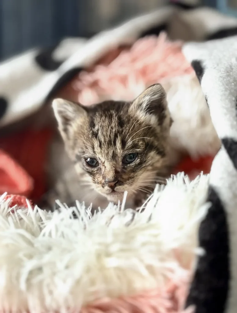 Gatita rescatada muy pequeña en Boiro